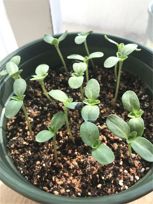向日葵怎么育苗,从播种到发芽的全程指导