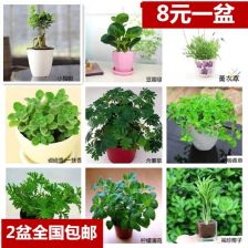 做钱用什么树,揭秘金融投资中的树木象征