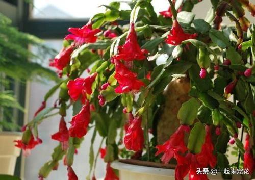 蟹爪兰怎么养才能开花,蟹爪兰开花前的准备
