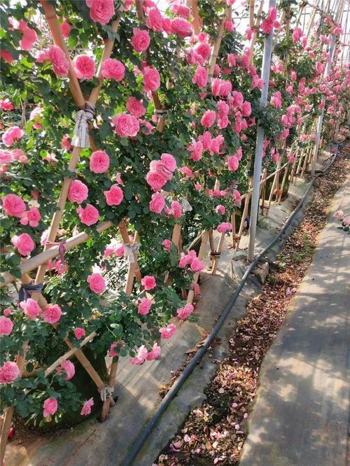 花需不掉的藤本月季怎么养,阳光是它们的“小太阳”