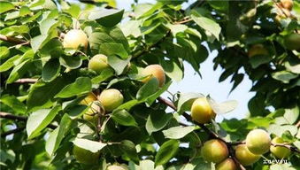 杏树夏日如何修剪,夏日杏树修剪技巧概述