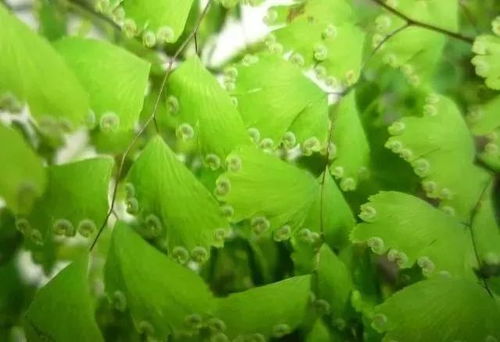 铁线蕨孢子怎么处理,铁线蕨孢子培育与处理技术解析