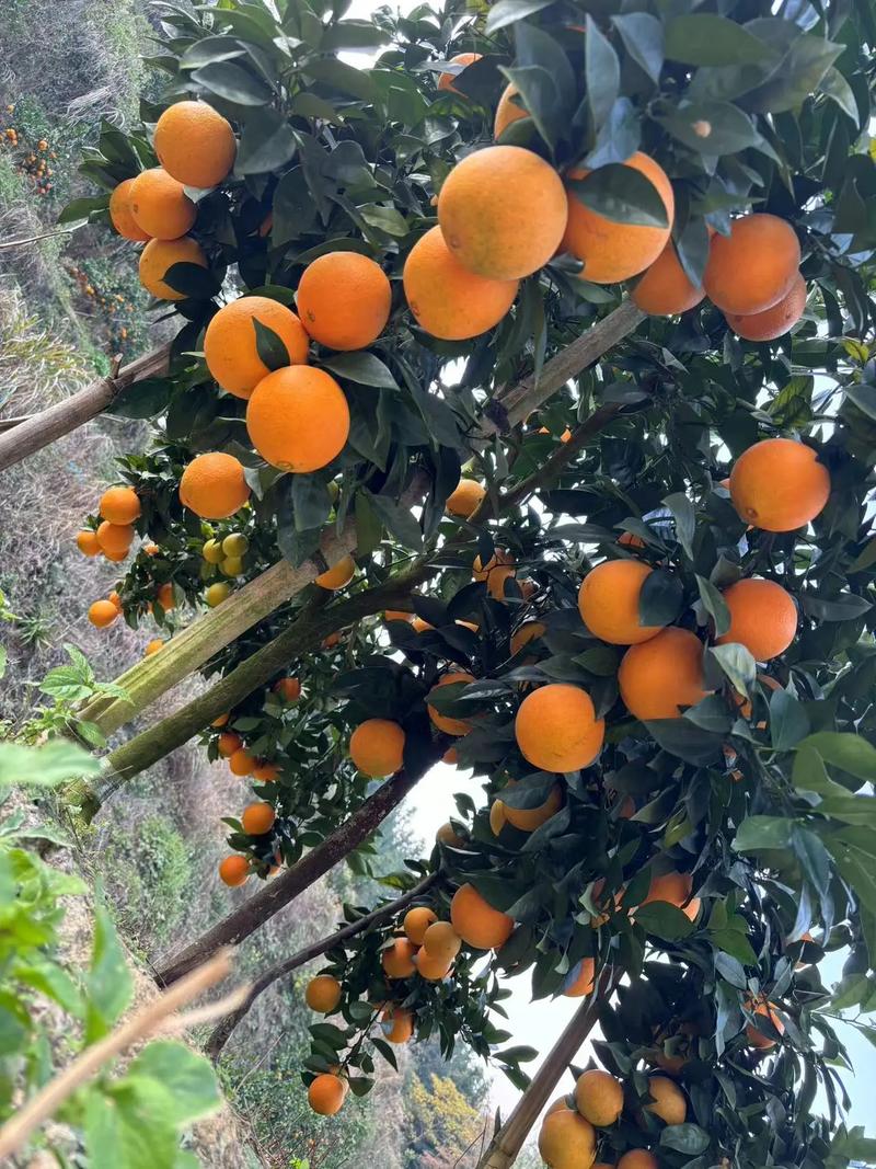 信丰早采脐橙怎么样好吃吗,信丰早采