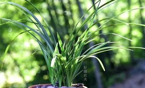 种兰花怎么消毒,确保健康生长的秘诀