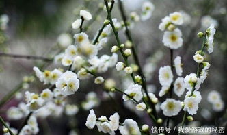 梅花什么时候适合种,梅花种植的最佳时机解析