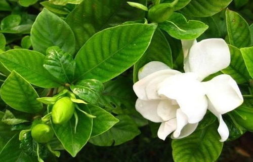 黑栀子花是什么,黑栀子花的独特魅力