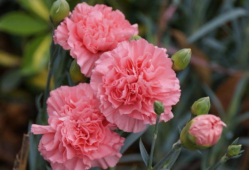 最近为什么都送康乃馨了,探寻母亲节送花传统背后的温馨故事