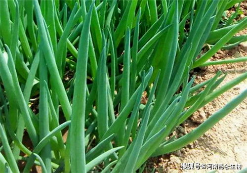 移栽蔷薇多久上肥料,掌握最佳施肥时机,助力植株茁壮成长