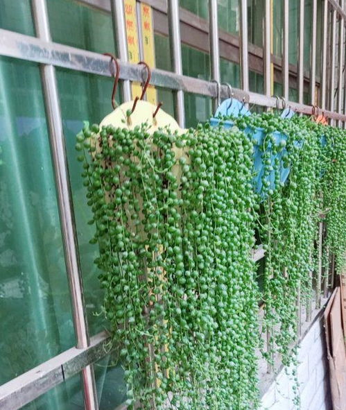 珍珠吊兰怎么长得快,珍珠吊兰快速生长养护攻略