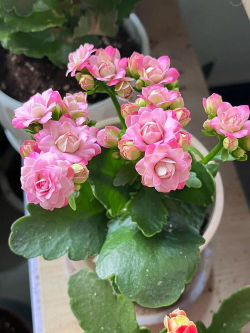 长寿花长什么样,翠绿叶片与鲜艳花朵的完美融合