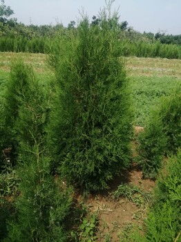 青龙山枞树菌种植基地电话