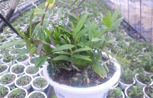 石斛怎么分株繁殖,繁衍生机，传承绿意