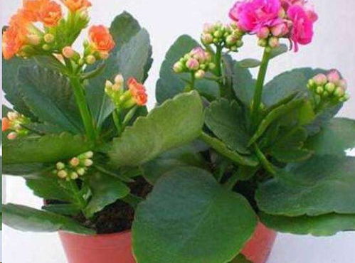 长寿花怎么叶插,轻松掌握叶片生根技巧