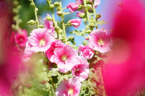 蜀葵花期有多久