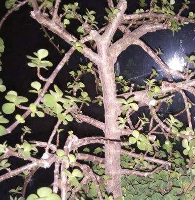 马齿苋树怎么修剪,春季秋季最佳时机,塑造优美株型