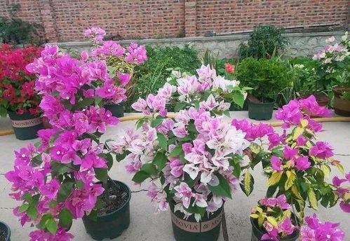 三角梅单朵花园文介绍大全,三角梅,花中劳模,你的花园新宠
