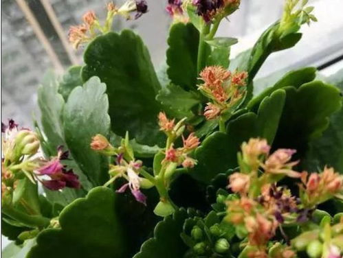 哪些花适合套塑料袋,这些花卉更适宜“保暖”养护