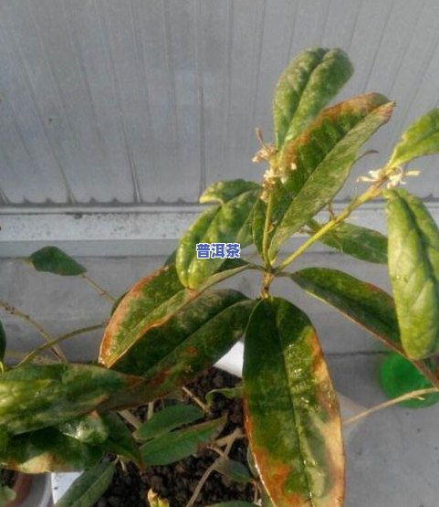 桂花叶子尖开始枯黄怎么办,桂花叶子枯黄原因及养护攻略