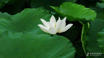 有什么花是莲,探寻莲花的生长与美丽