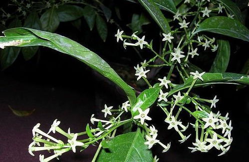 夜来香花卉怎么养,打造家中幽香小天地