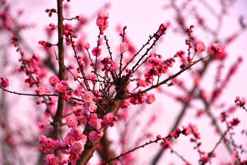 梅花树怎么种植,从选种到养护的全程指南