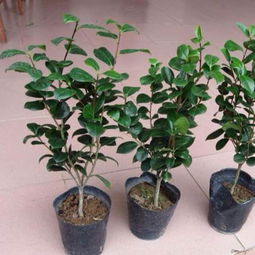 茶花使用什么肥料,揭秘茶花肥料使用之道