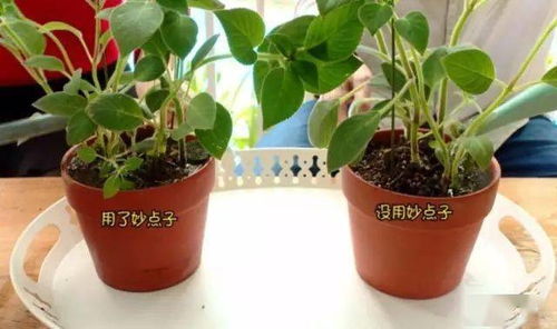 如何用泡沫垫花盆,打造创意家居绿植角落
