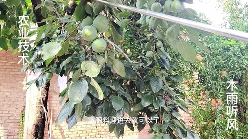 香樟树施什么肥最好,揭秘最佳肥料选择