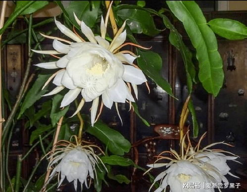 假昙花又叫什么花,别名之谜,探寻其独特魅力