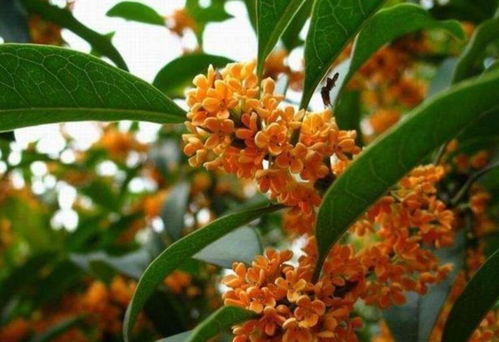 家养桂花用什么土,选用适宜土壤,培育繁茂桂花树