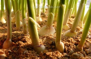 土栽大蒜怎么种,土栽大蒜种植技巧全解析