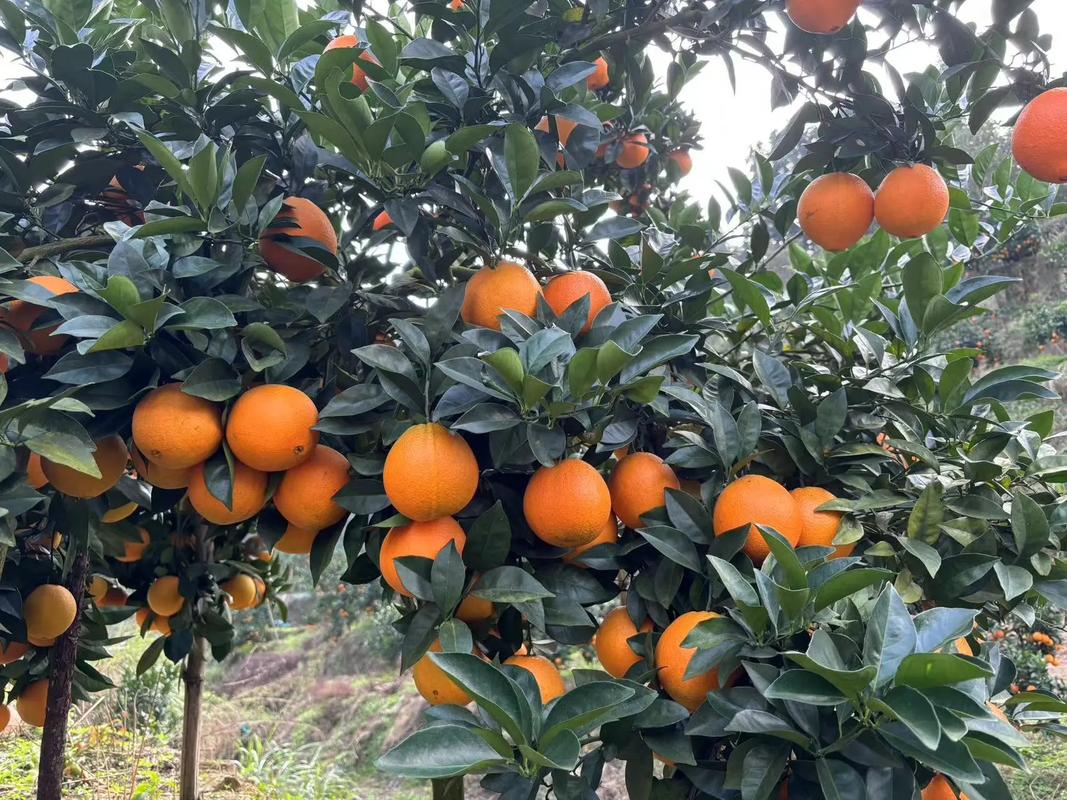 信丰早采脐橙怎么样好吃吗,信丰早采