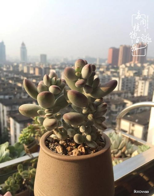 棒叶福娘怎么养,打造家中绿意盎然的小清新