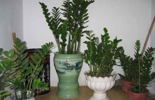 金钱树和橡皮树哪个好,家居绿植养护对比解析