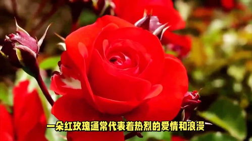 一朵粉色玫瑰代表什么,爱情的温柔见证