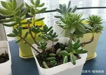 多肉长徒了怎么办,多肉植物徒长问题解析与解决攻略