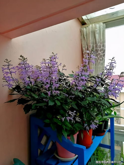冬天养什么花会香,冬季养花香氛指南