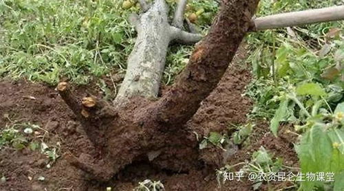 根黄了怎么办,根黄现象解析及应对策略