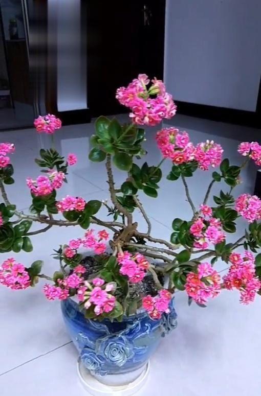 长寿花怎么修剪盆栽,塑造优美形态，延长观赏期