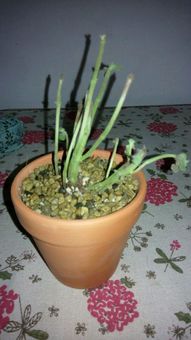 种的花碰碰香为什么老黄,揭秘其为何常现黄叶现象