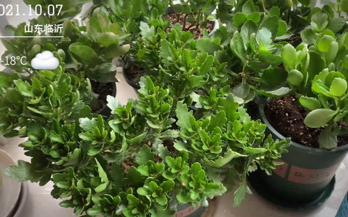 长寿花花期可施什么肥