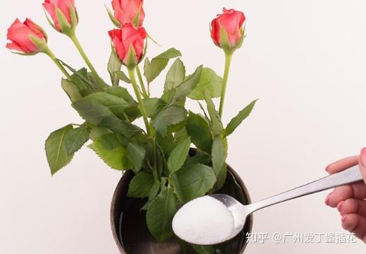 康乃馨插花活久的方法是什么,让美丽绽放更长久