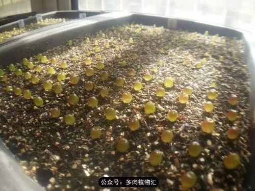 生石花要用什么肥,揭秘最佳肥料选择