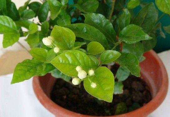 茉莉花什么时候换盆,茉莉花换盆最佳时机揭秘