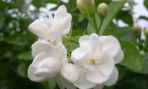 茉莉什么时候开花,探寻花季的秘密