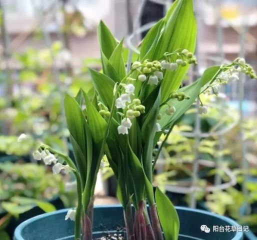 铃兰花怎么养,培育美丽花香的秘诀