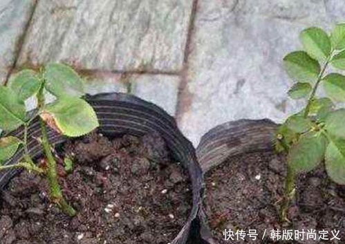 月季如何扦种,月季扦插繁殖技巧全解析