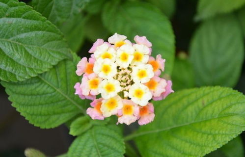 之家花治什么病