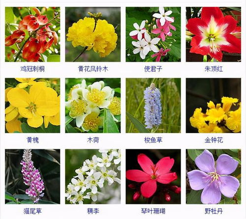 花卉类有哪些类型,分类繁多,美不胜收
