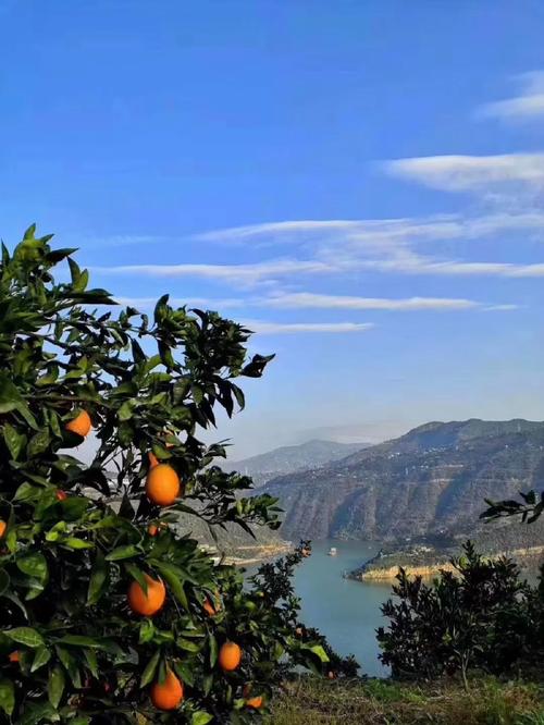 奉节脐橙风景园地址在哪里,风景园地址揭秘